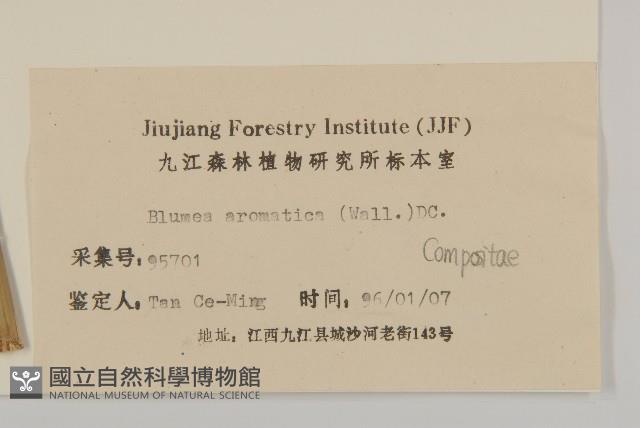 薄葉艾納香藏品圖，第3張