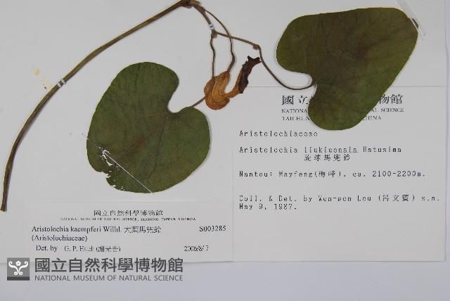 大葉馬兜鈴藏品圖，第2張