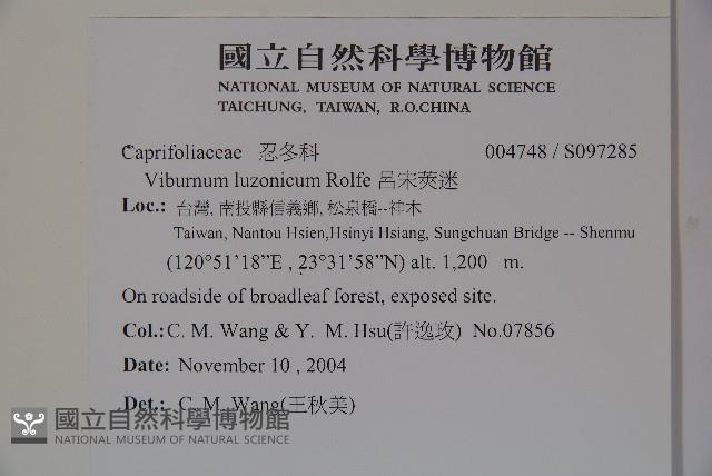 呂宋莢迷藏品圖，第2張