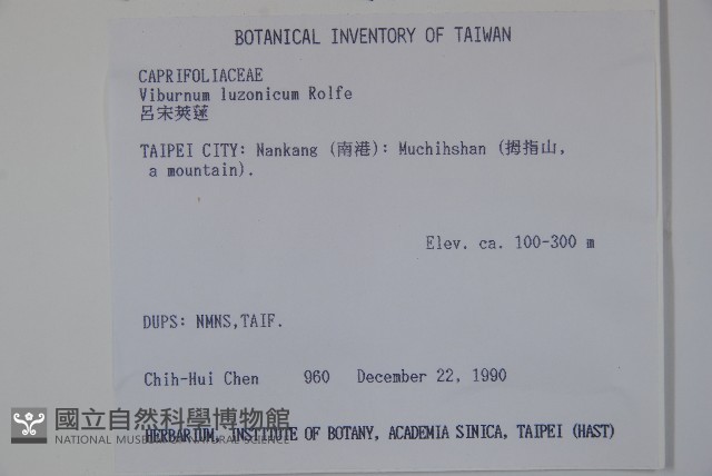 呂宋莢迷藏品圖，第2張