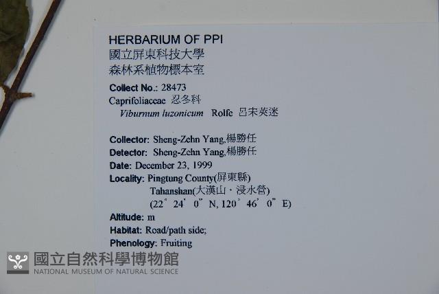 呂宋莢迷藏品圖，第2張