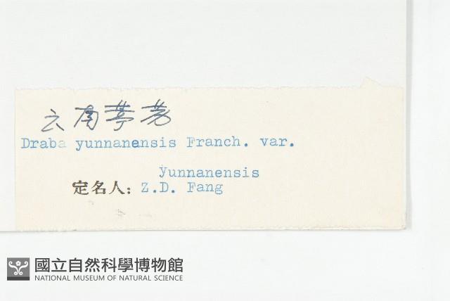 雲南葶藶藏品圖，第3張