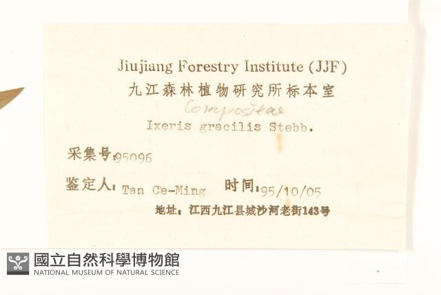 細葉苦實藏品圖，第3張