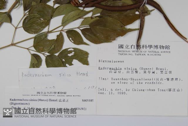 山菜豆藏品圖，第2張