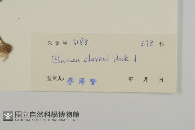 七里明艾納香藏品圖，第3張