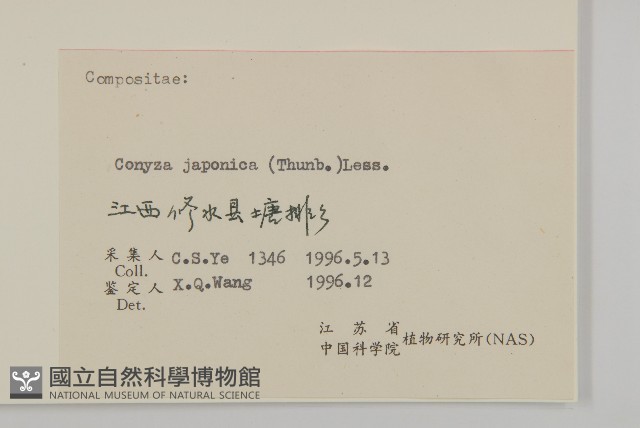 日本假蓬藏品圖，第3張