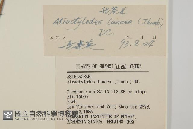 蒼朮、茅朮藏品圖，第3張