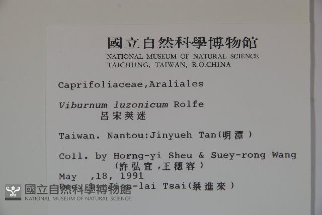 呂宋莢迷藏品圖，第2張