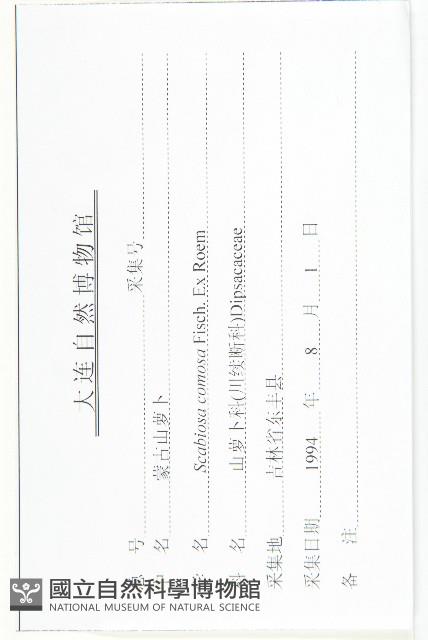 窄葉藍盆花藏品圖，第3張