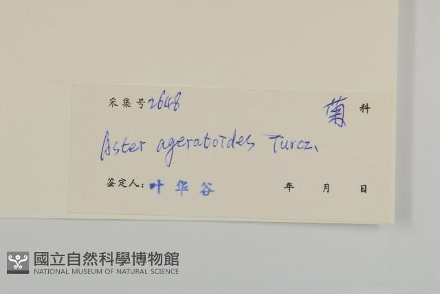 山白蘭藏品圖，第3張