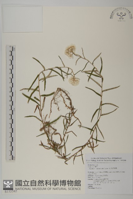 玉山抱莖籟簫藏品圖，第3張