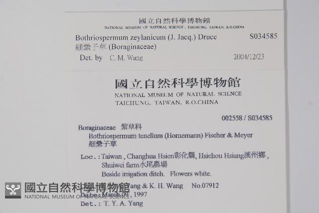 細纍子草藏品圖，第2張