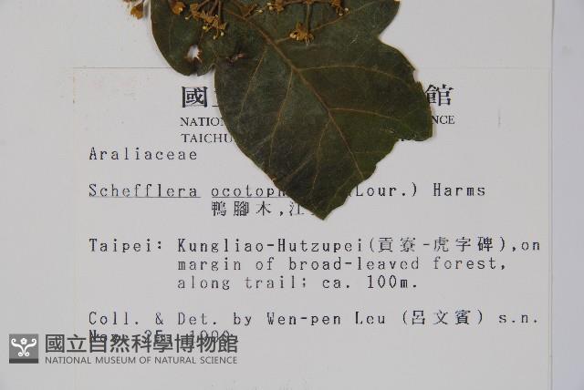 鵝掌柴、江某、鴨腳樹藏品圖，第2張