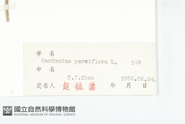 小花碎米薺藏品圖，第3張