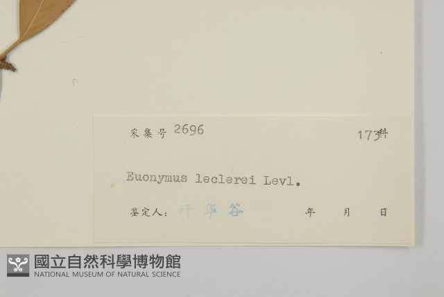 革葉衛矛藏品圖，第3張