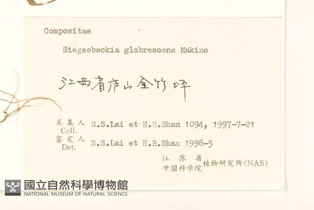 毛梗豨薟藏品圖，第3張