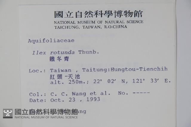 Chinese holly Collection Image, Figure 2, Total 2 Figures