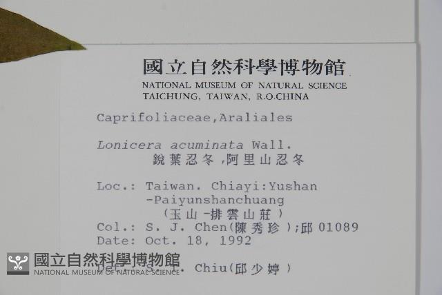 阿里山忍冬、漸尖葉忍冬藏品圖，第2張