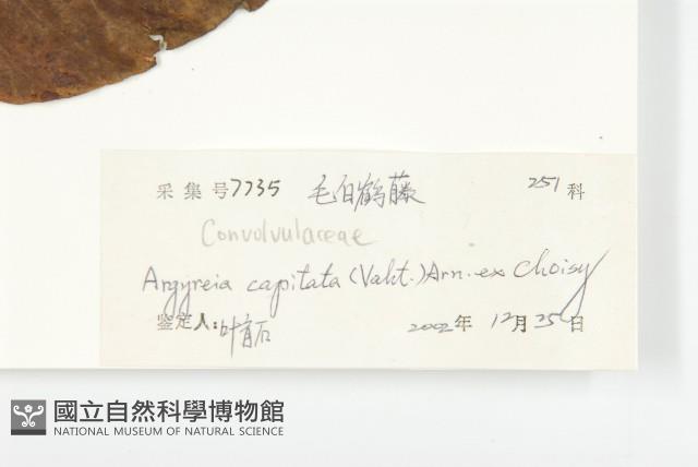 頭花銀背藤藏品圖，第3張