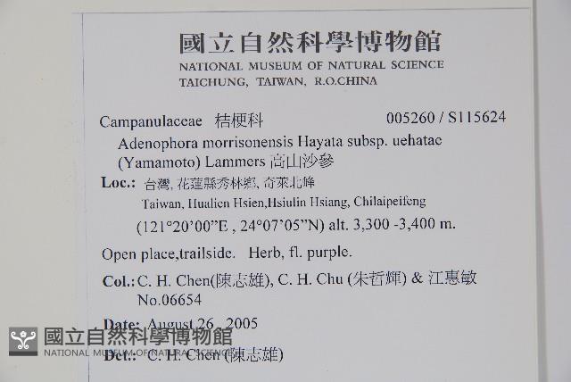 高山沙參藏品圖，第2張