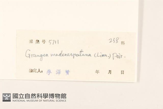 線球菊、田基黃藏品圖，第3張