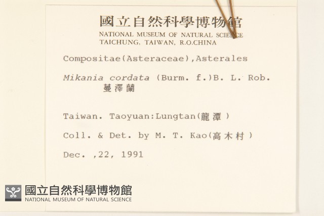 蔓澤蘭藏品圖，第2張