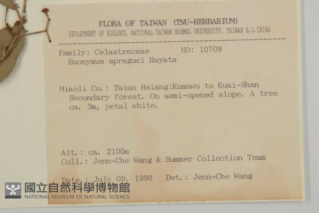 刺果衛矛藏品圖，第2張