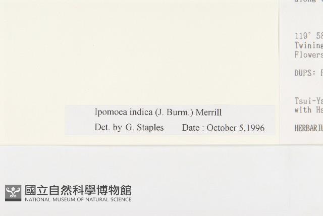 銳葉牽牛藏品圖，第3張