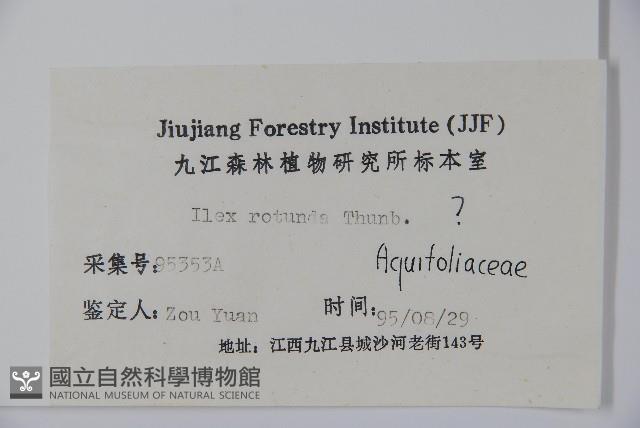 鐵冬青藏品圖，第2張