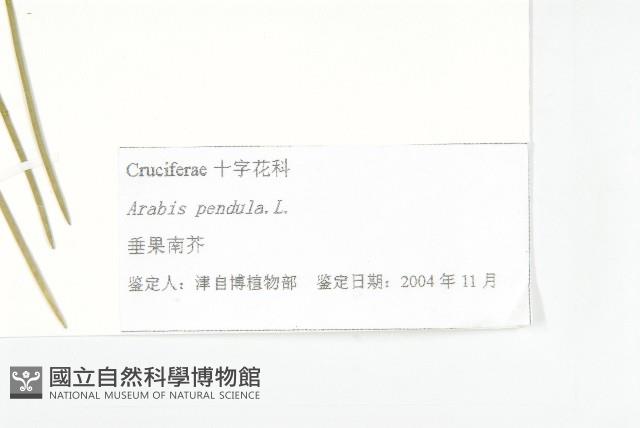 垂果南芥菜藏品圖，第3張