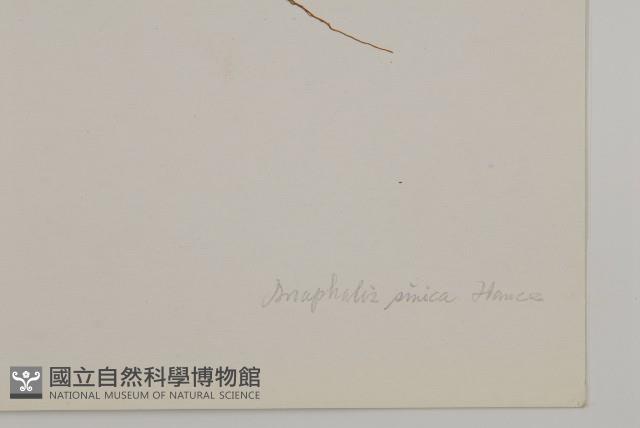 香青藏品圖，第3張