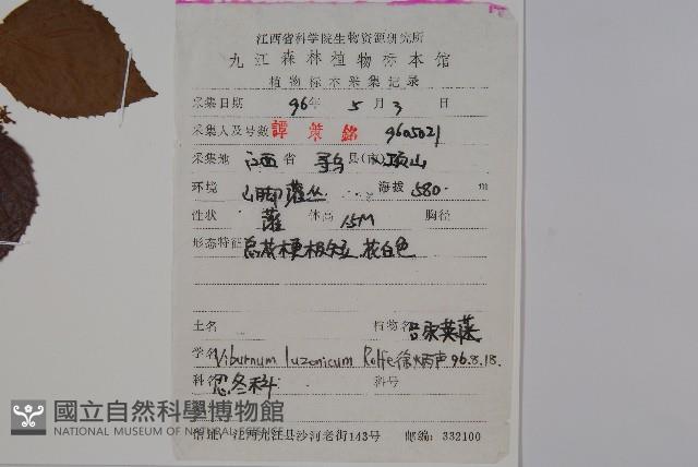 呂宋莢迷藏品圖，第2張