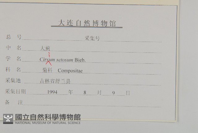 大刺兒菜藏品圖，第3張