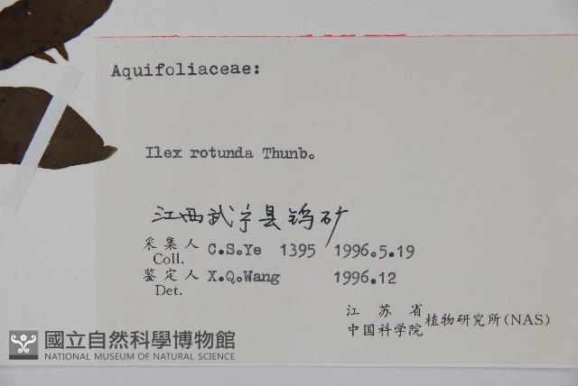 鐵冬青藏品圖，第2張