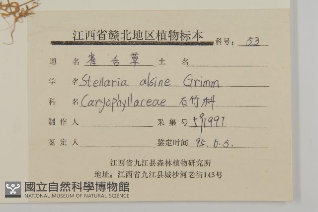 雀舌草藏品圖，第3張