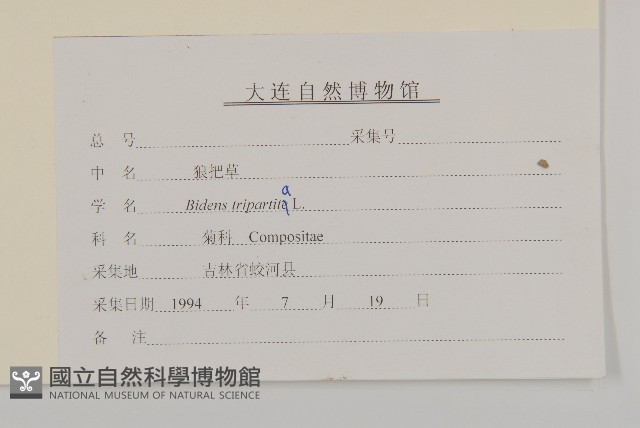 狼把草藏品圖，第3張