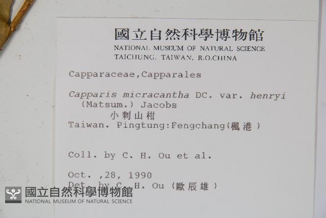 小刺山柑藏品圖，第2張