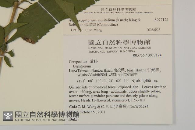 假澤蘭藏品圖，第2張