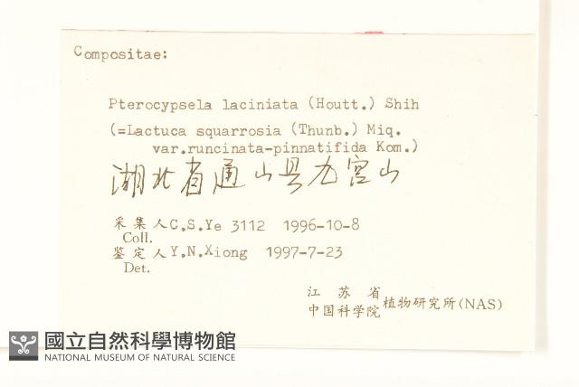 多裂翅果菊藏品圖，第3張