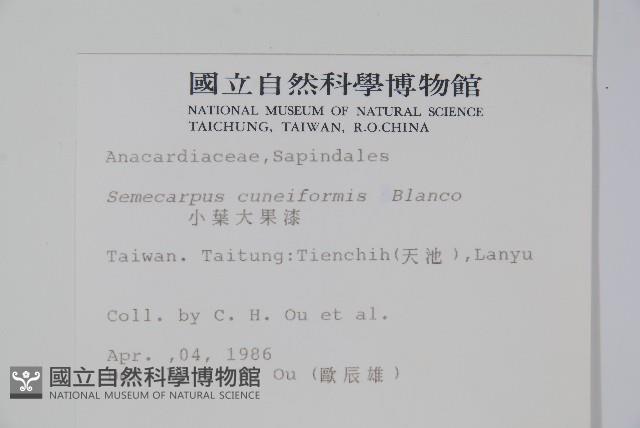 鈍葉大果漆, 小葉大果漆藏品圖，第2張