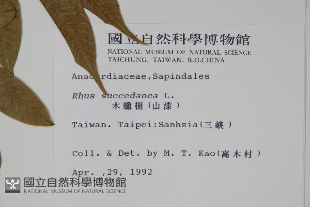 木蠟樹、山漆藏品圖，第2張