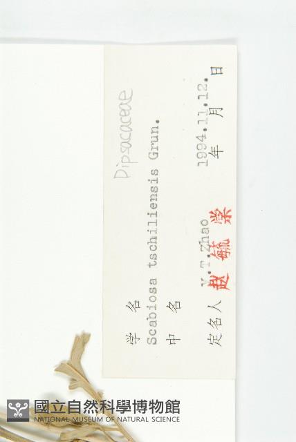 華北藍盆花藏品圖，第3張