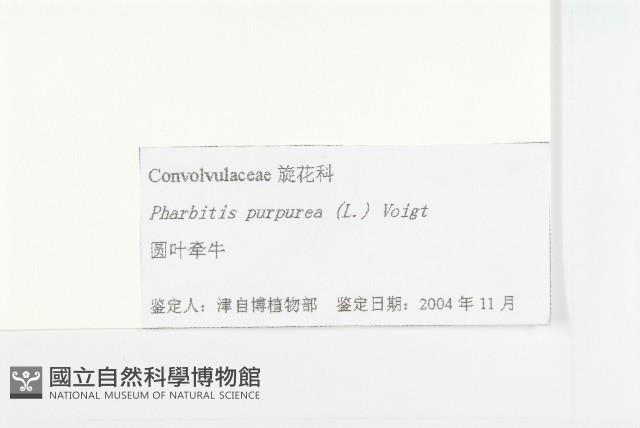 圓葉牽牛藏品圖，第3張