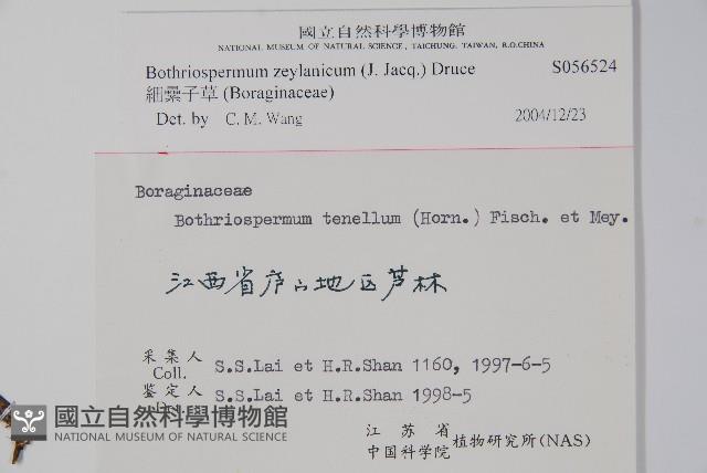 細纍子草藏品圖，第2張