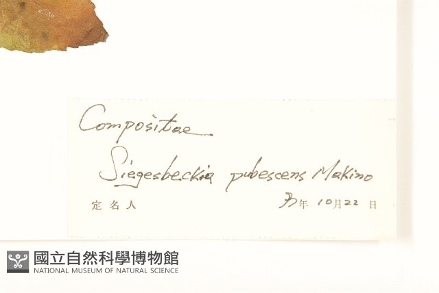 腺梗豨薟藏品圖，第3張