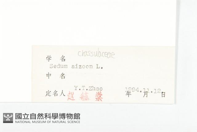 費菜藏品圖，第3張