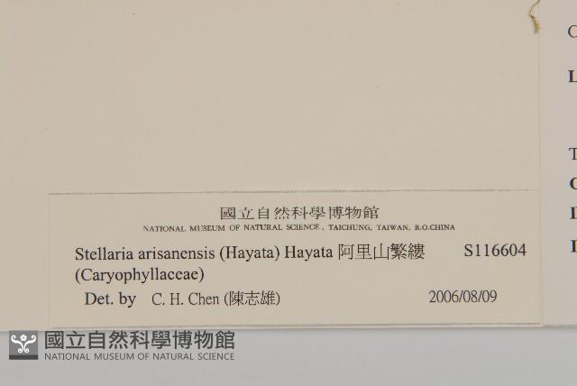 阿里山繁縷藏品圖，第3張