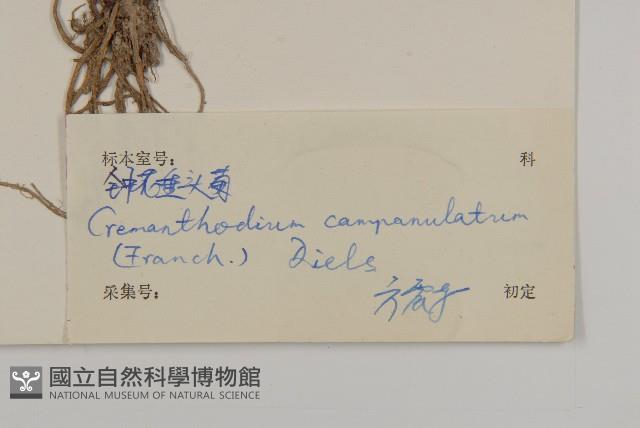 鐘花垂頭菊藏品圖，第3張