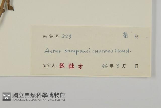 短舌紫菀藏品圖，第3張