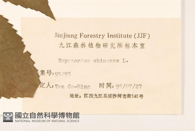 華澤蘭藏品圖，第3張